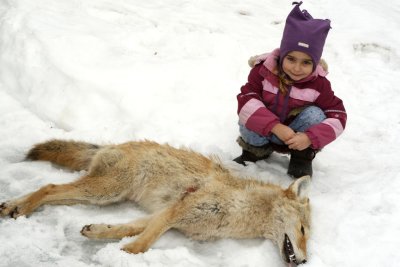coyote du quebec 2012