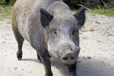 sanglier
