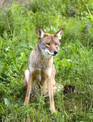 coyote