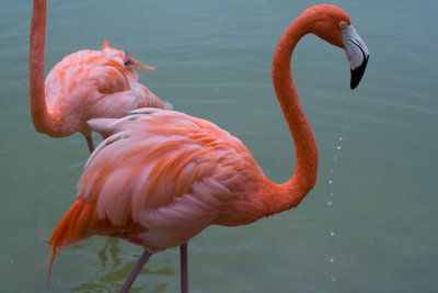 flamant rose