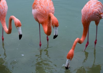 flamant rose