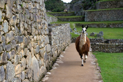 Inca Trail Perou