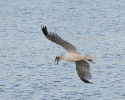 GullBwww.jpg