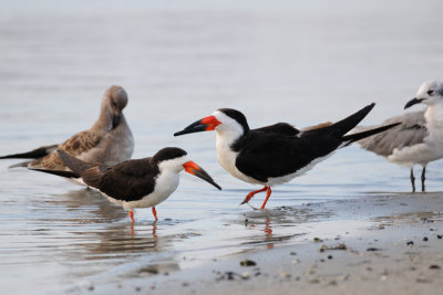 GullsAwww.jpg