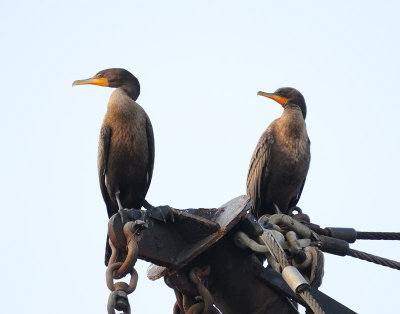 LBI-BirdsFwww.jpg