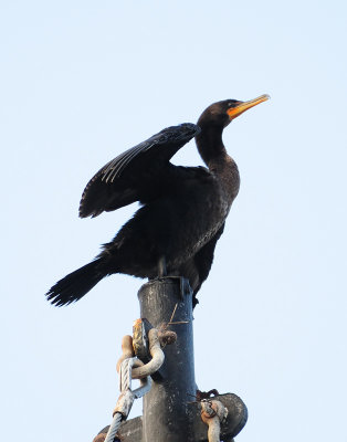 lbi