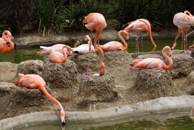 Flamingo