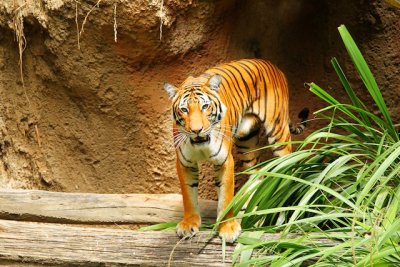 Malaysian Tiger