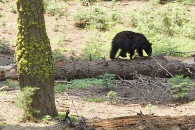 Small Bear #2