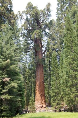 General Sherman, World's Largest Tree