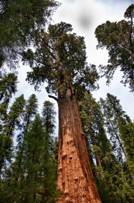 Sequoia National Park