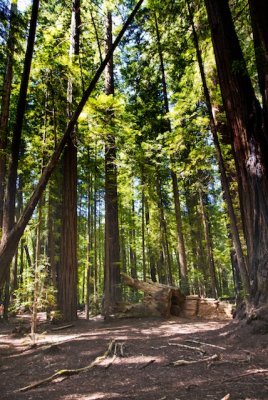 Redwoods