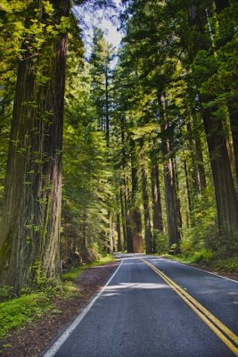 Redwoods