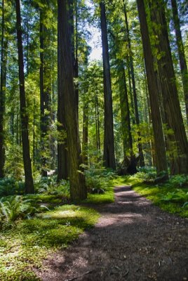 Redwoods