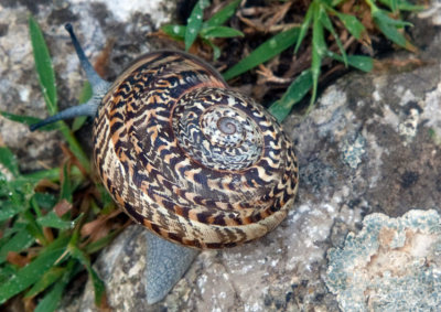 106-snail.jpg