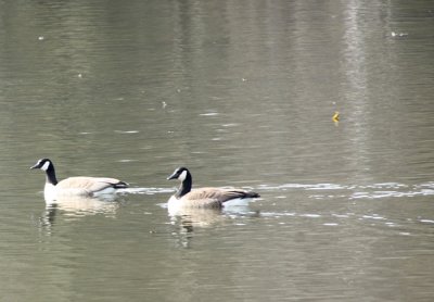 Canada Geese