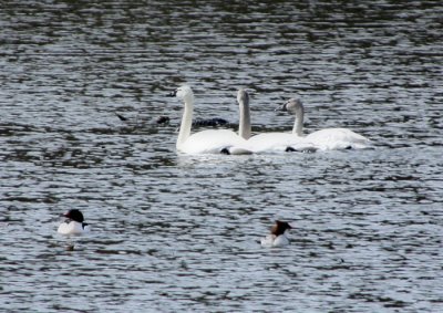 Swans and Mergansers