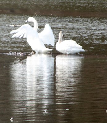 Whistling Swan Spreads its Wings