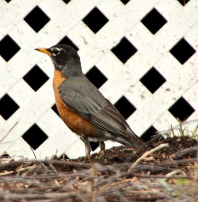 Robin