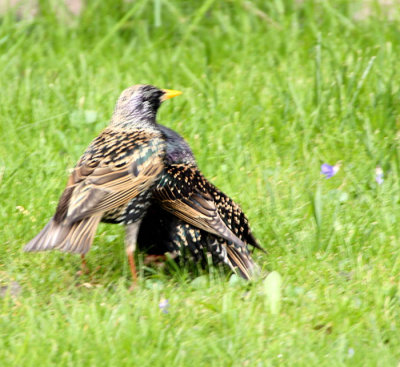 Two Starlings Fighting