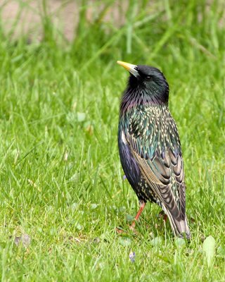 Spring Starling