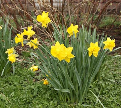 Daffodil Cluster