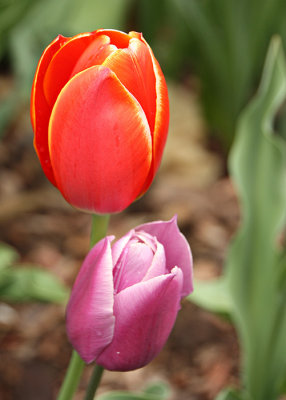 Red and Purple Tulips