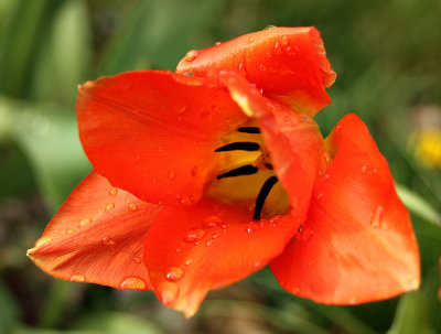 Red Tulip 2