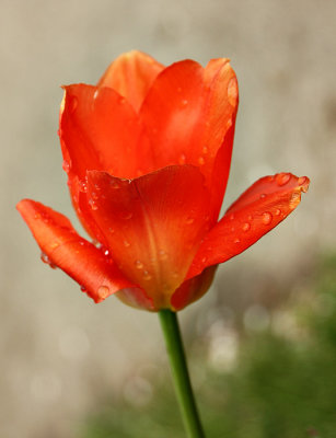 Red Tulip 3
