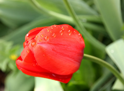 Red Tulip 4