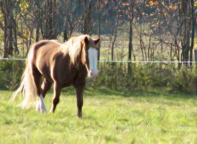 Sunlit Scooby