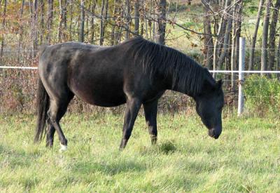 Rosie Grazing