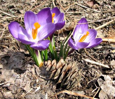 g4/13/583713/3/59341282.CrocusandFirCone.jpg