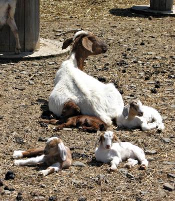 Goat With Four Kids