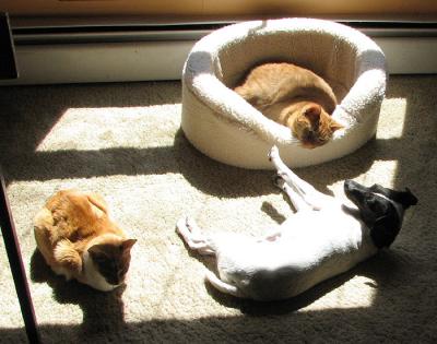g4/13/583713/3/60348829.BaskingintheSun.jpg