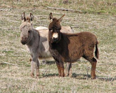 Brown and Grey Mini Donkeys