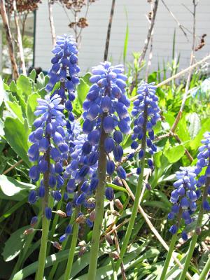 g4/13/583713/3/61189118.GrapeHyacinth.jpg