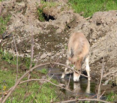 Drinking From the Creek