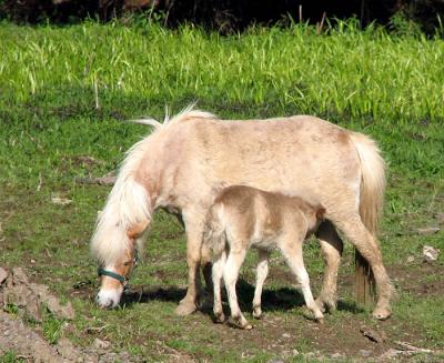 Supper Time for Mare and Foal