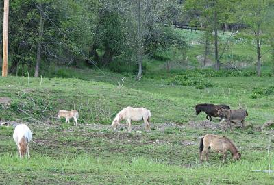 Pasture Full of Minis