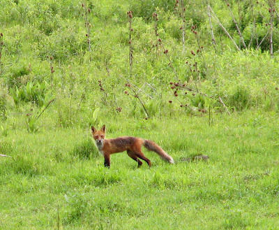 Red Fox Looking At Me