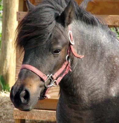 Bay Roan Closeup