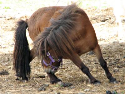 Scratching a Hind Leg