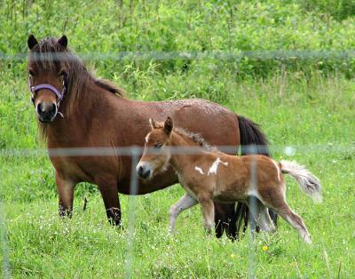 Bay Mare and Pinto Foal Through the Fence