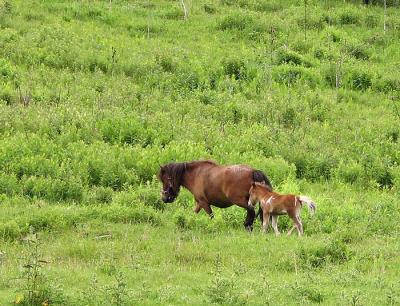 Bay Mini With Pinto Foal