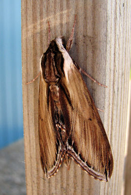 Laurel Sphinx Moth