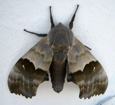 Big Poplar (Modest) Sphinx Moth