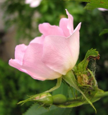 Half Open Rose