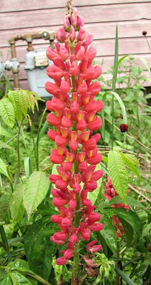 Red Lupine