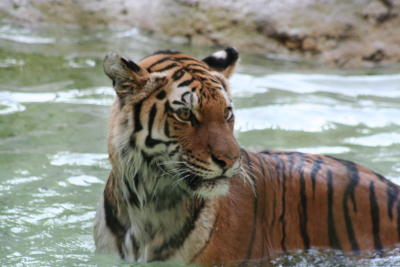 Wet Tiger